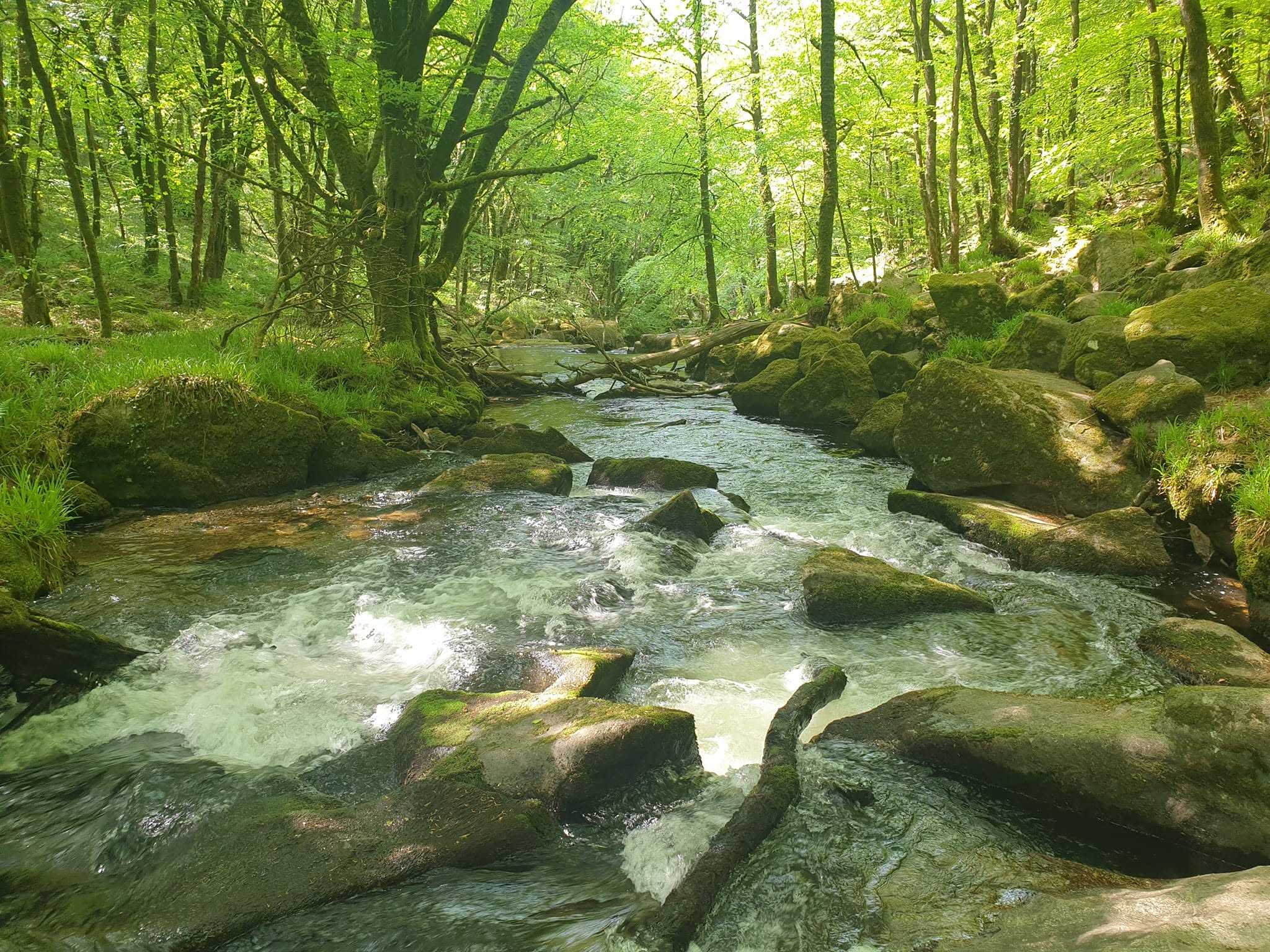 Sunlit woodland and river at Golitha Falls